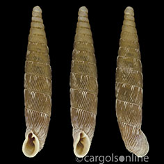 IMG_detallada/Clausilia (Clausilia) bidentata abietina.jpg